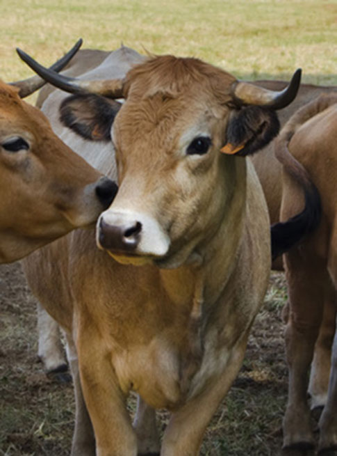 Ateliers et petites initiations à la ferme en Aveyron du Domaine du Charouzech