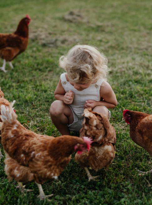 Poules de la ferme en Aveyron du Domaine du Charouzech