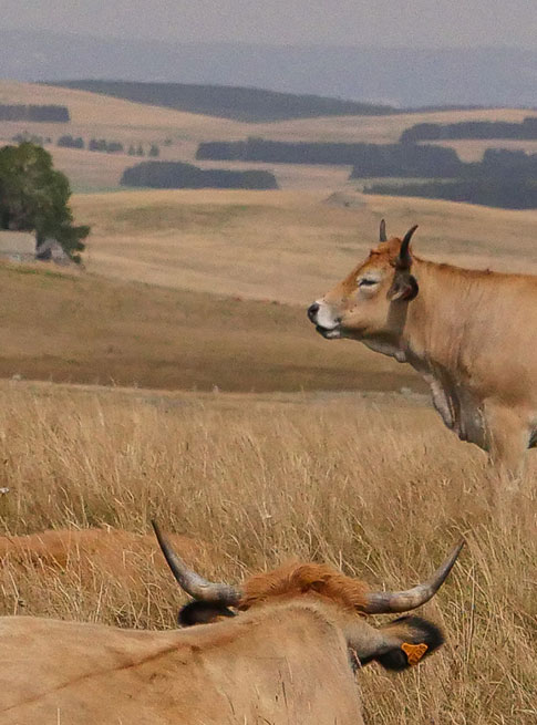 Plateau de l’Aubrac dans l’Aveyron