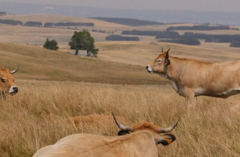 Plateau de l’Aubrac