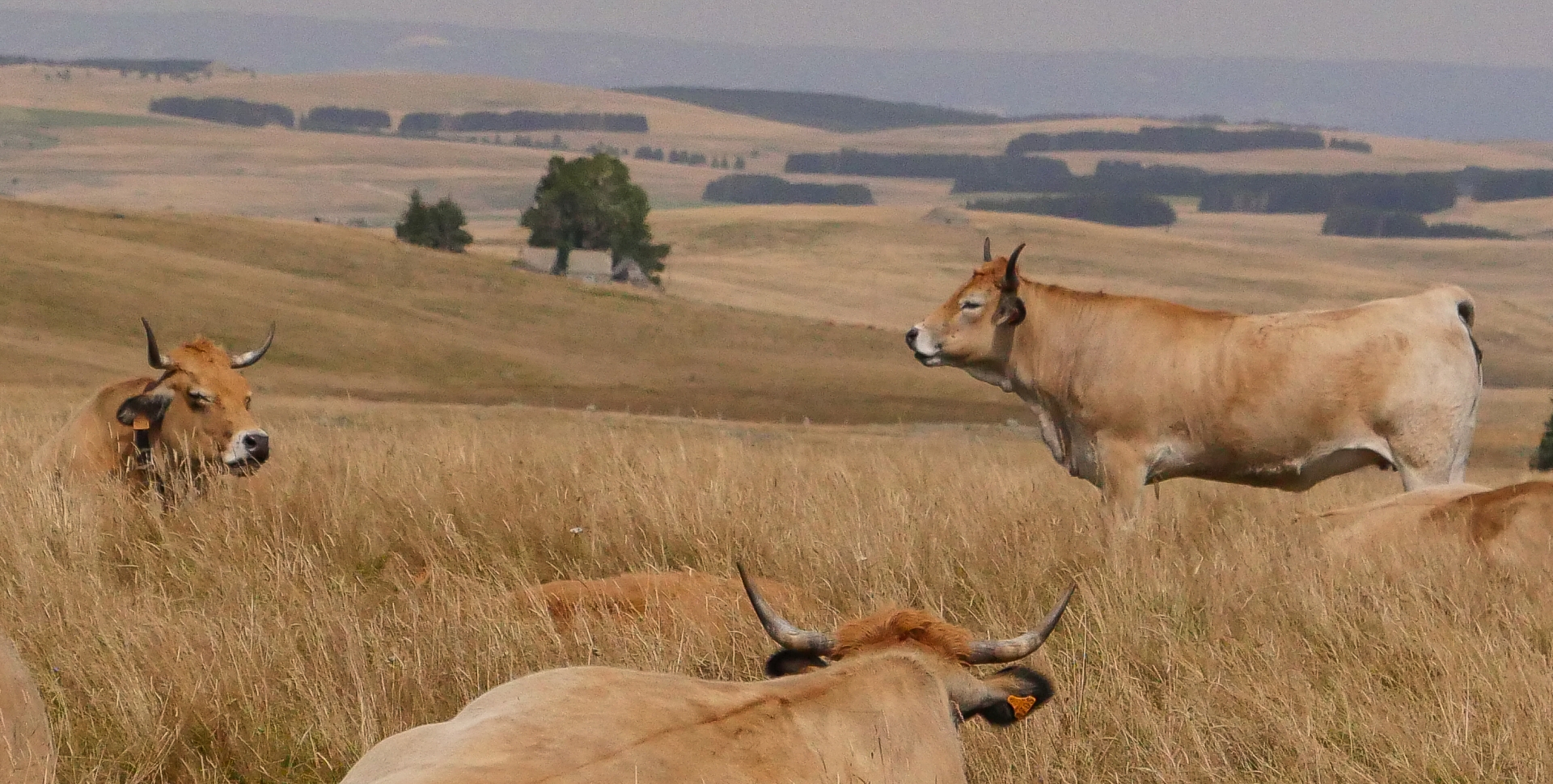 Vaches dans le plateau de l’Aubrac