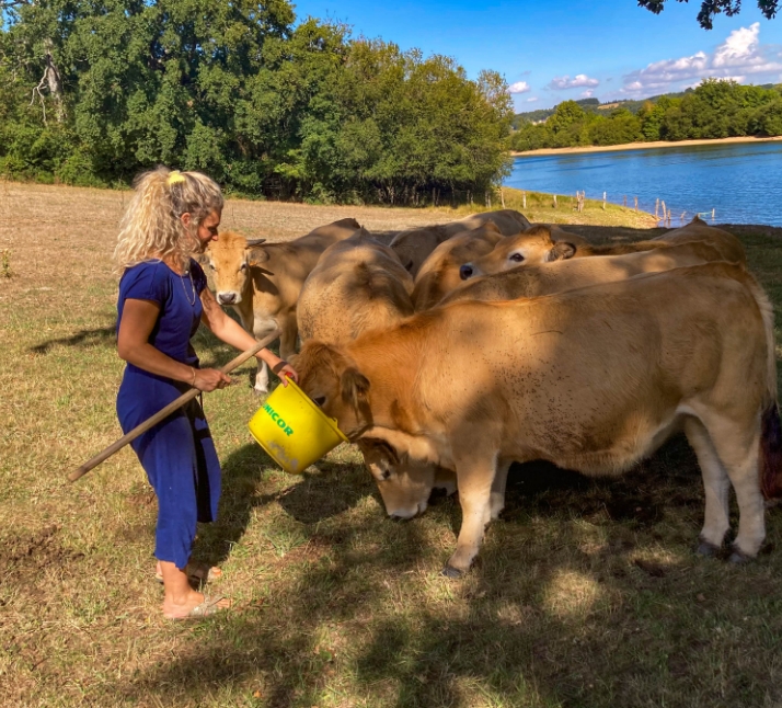 Vaches de la ferme en Aveyron du Domaine du Charouzech