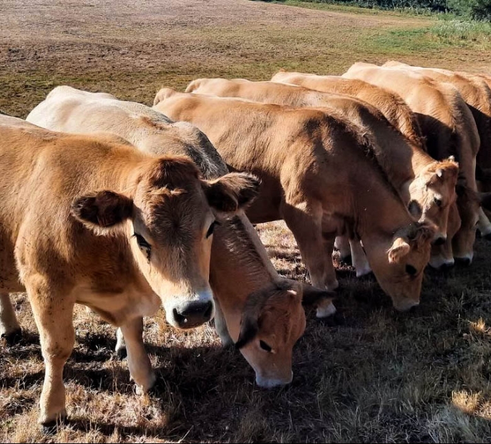 Vaches de la ferme en Aveyron du Domaine du Charouzech