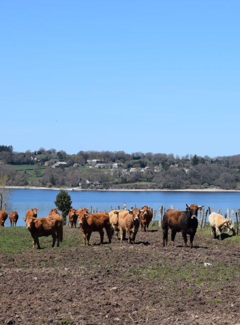 Troupeau de vaches de la ferme en Aveyron du Domaine du Charouzech